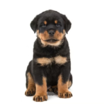 3 Month Old Rottweiler Weight