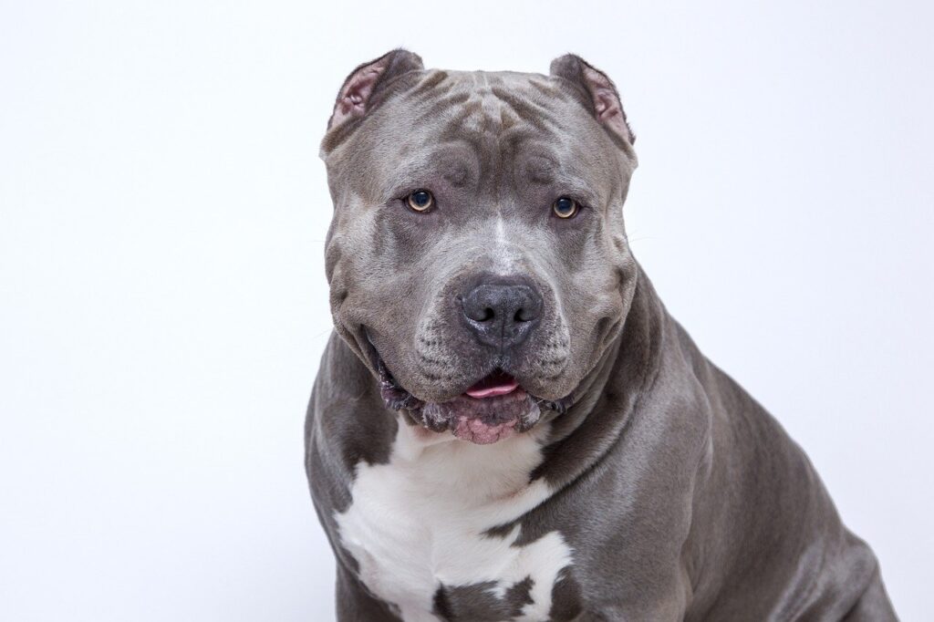 Understanding Pit Bull Behavior: A Look at the Breed
