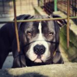 Why Do Pit Bulls Attack Owners