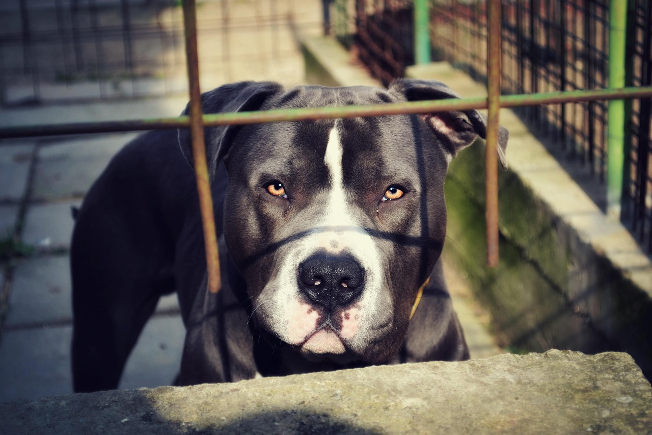 Why Do Pit Bulls Attack Owners