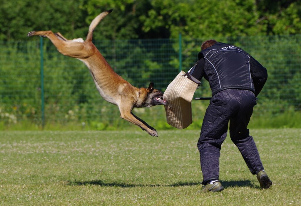 The Challenge of Training a Belgian Malinois