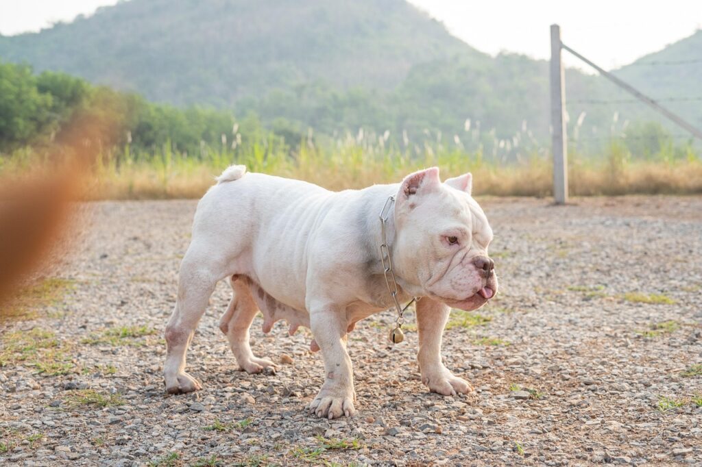 Why Do Pit Bulls Attack Owners: Common Causes of Pit Bull Attacks on Owners
