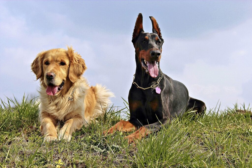 The Role of Training in Controlling Bite Force
