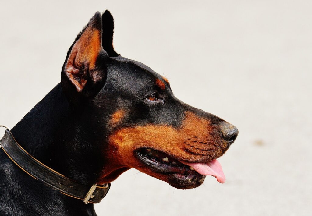 What Does Doberman Bite Force 600 Psi Mean for a Dog