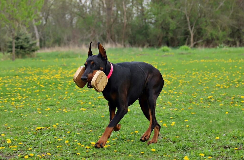 Average Doberman Lifespan Male