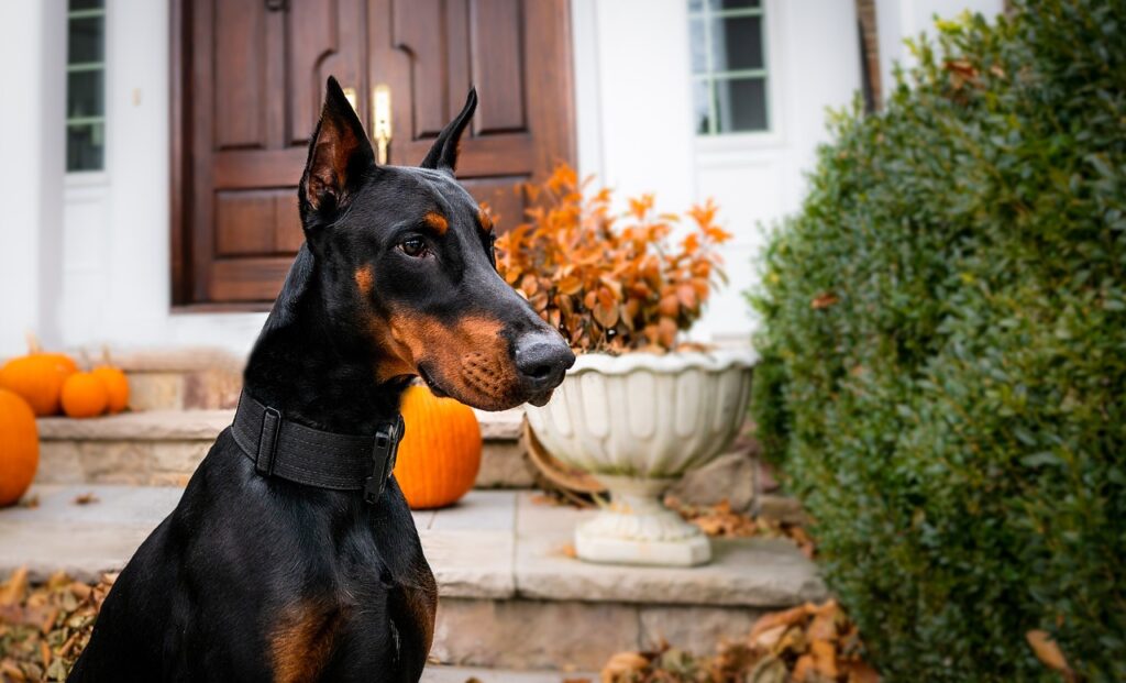 Doberman's History and Role in Security Work