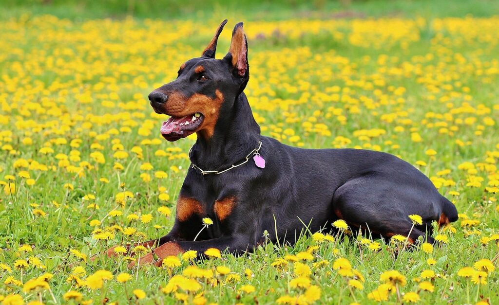 How Does the Bite Force Contribute to the Doberman’s Temperament