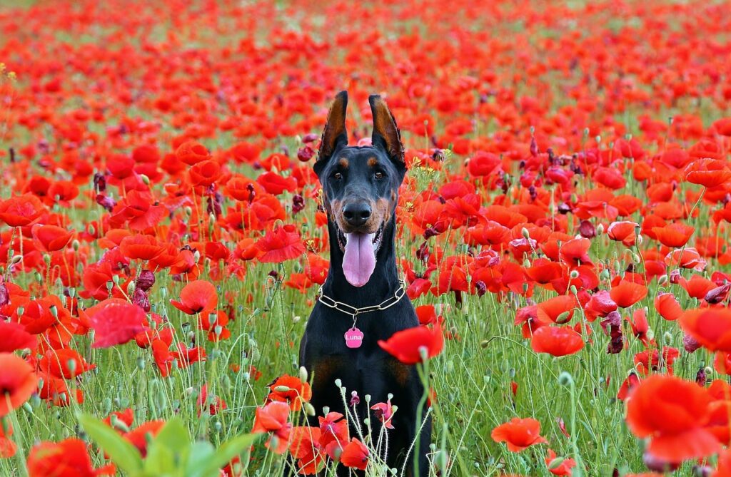 Diet and Exercise: Promoting Longevity for Male Dobermans