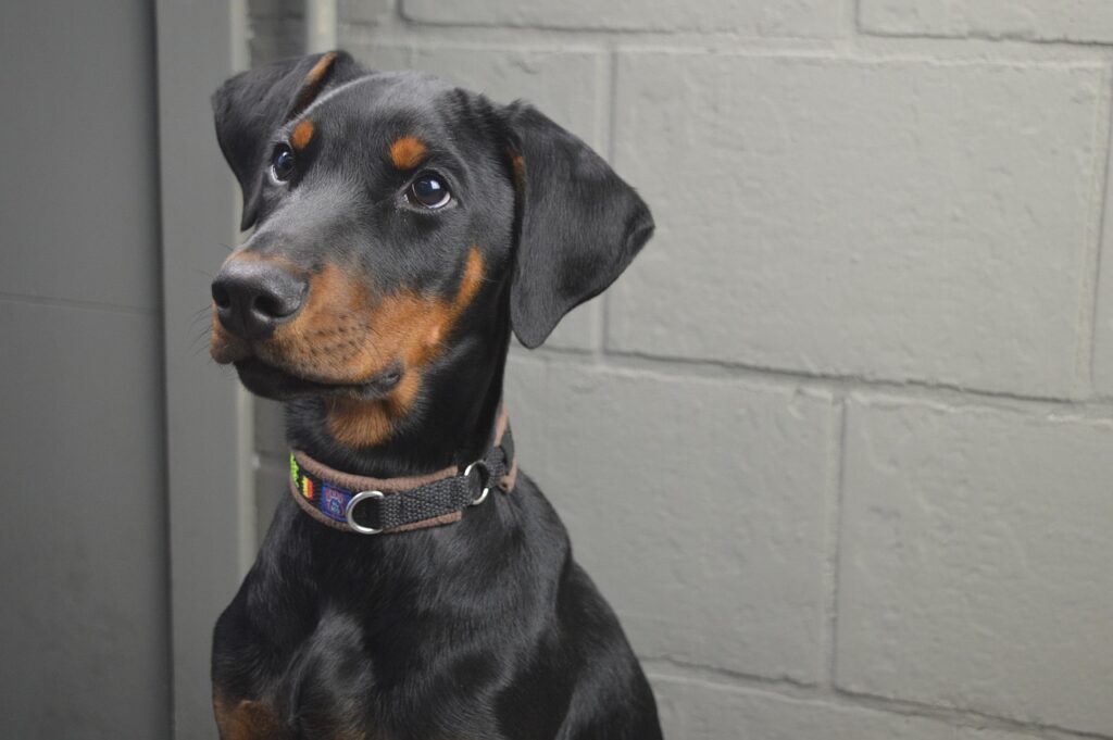Common Health Issues in Male Dobermans and Their Impact on Lifespan