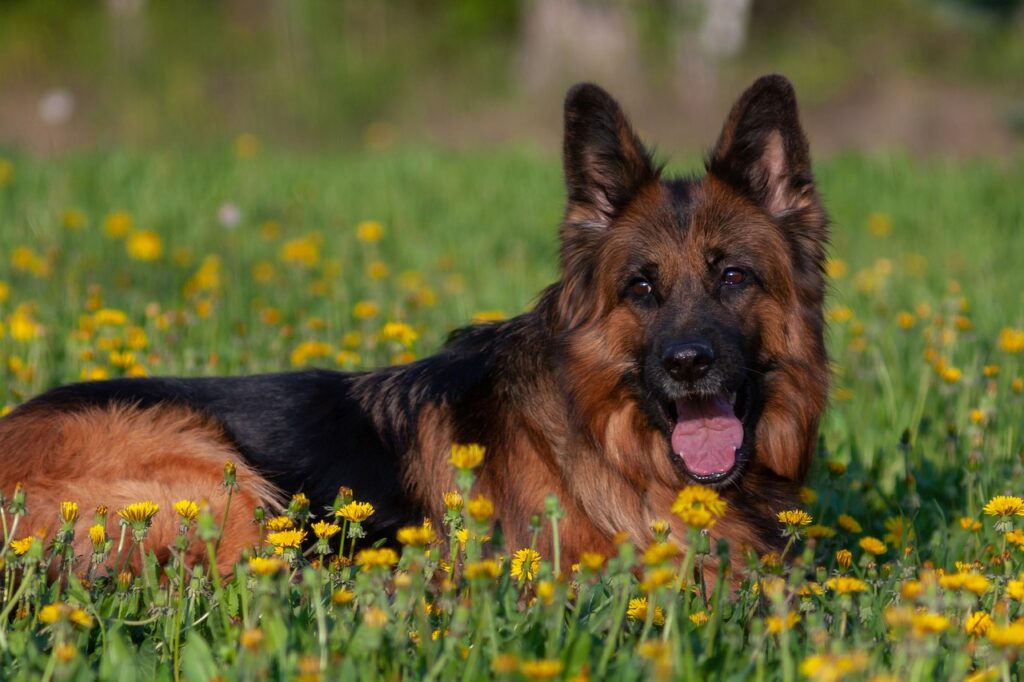 Common Health Issues in Male German Shepherds