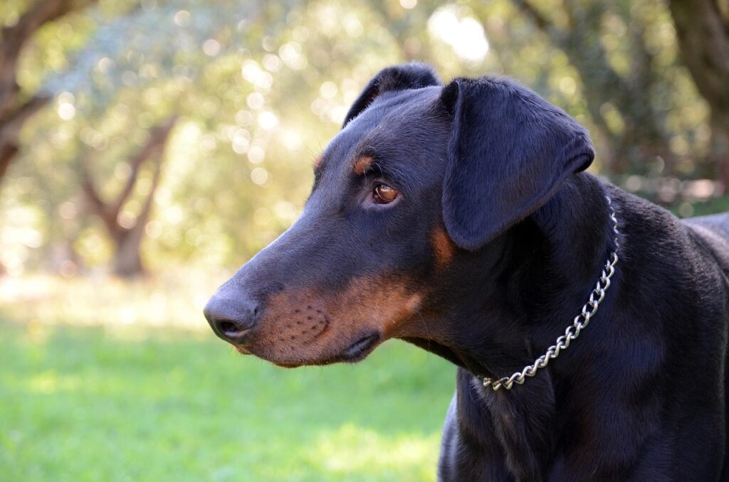 Ensuring a Long Life for Your Male Doberman