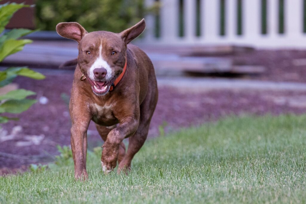 stressful environment effect on pitbull