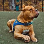 Are Pitbulls Aggressive Towards Other Dogs