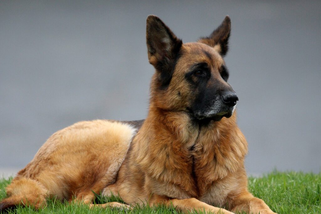 How Were German Shepherds Bred: Horand von Grafrath
