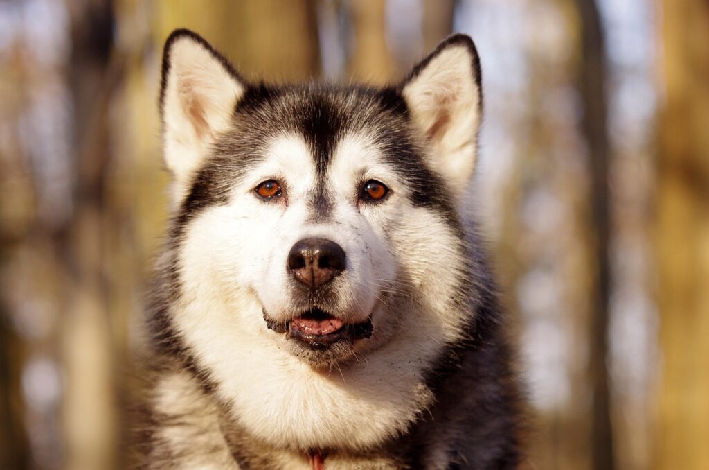 Why Are Huskies So Friendly: How Their Origins Shaped Their Personality