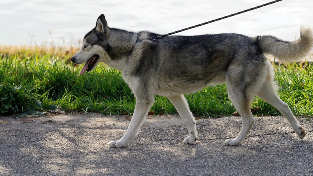 Is 44–60 Pounds Healthy for All Male Siberian Huskies