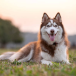 male husky weight kg