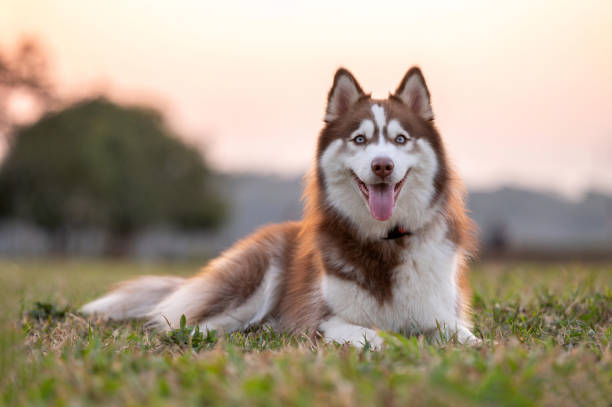 male husky weight kg