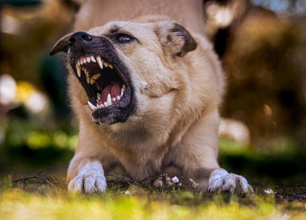 International Comparisons: How Other Countries Handle Dangerous Dogs