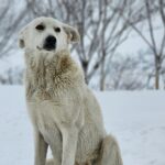 Central Asian Shepherd Dog Size