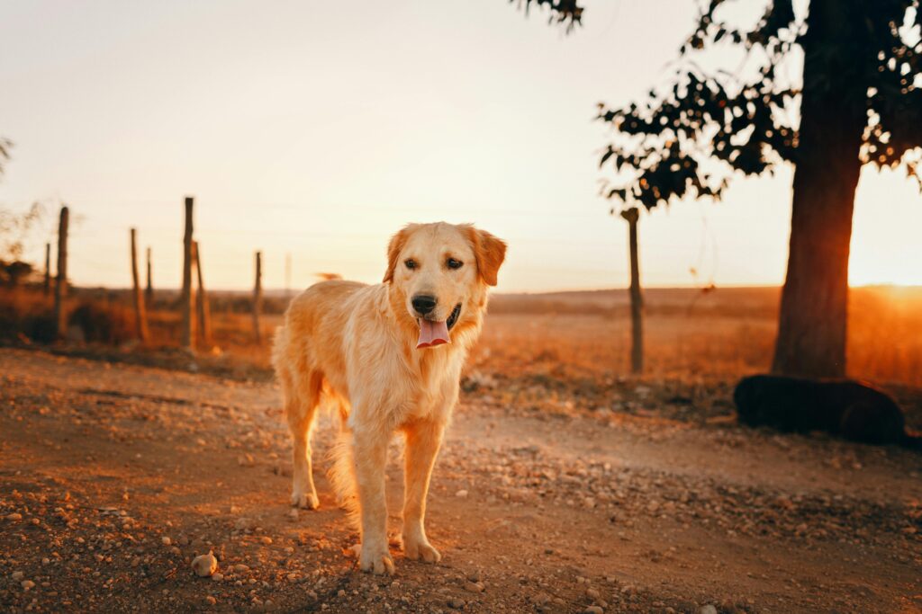 What Percent of Golden Retrievers Get Cancer