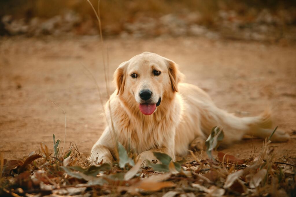 At What Age Do Golden Retrievers Typically Get Cancer
