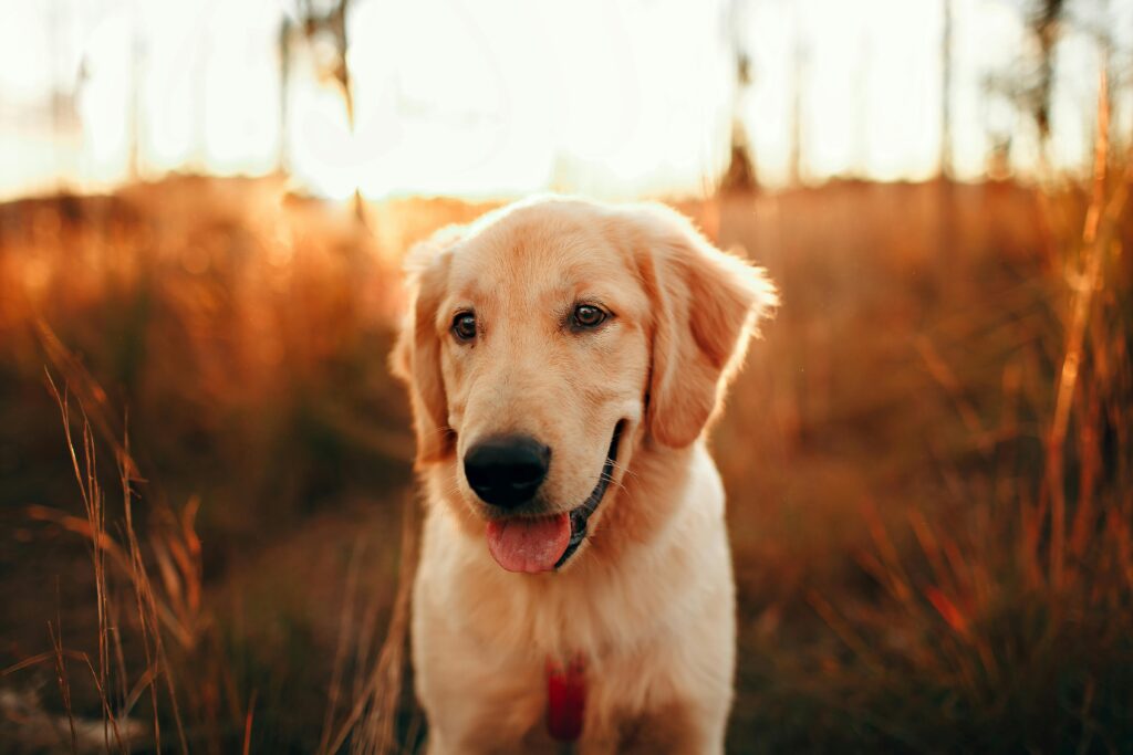 Why Is Cancer So Common in Golden Retrievers
