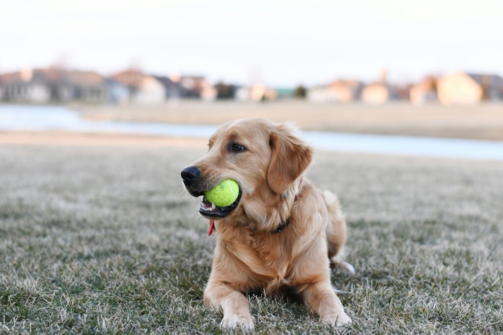 Types of Cancer Most Common in Golden Retrievers