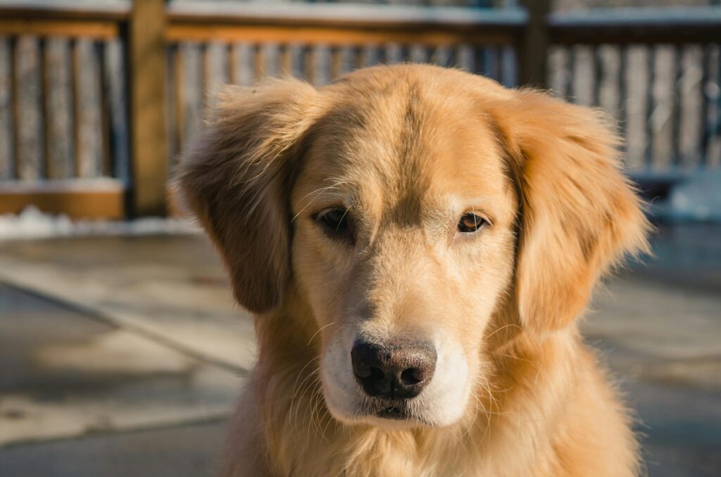 Can You Prevent Cancer in Golden Retrievers