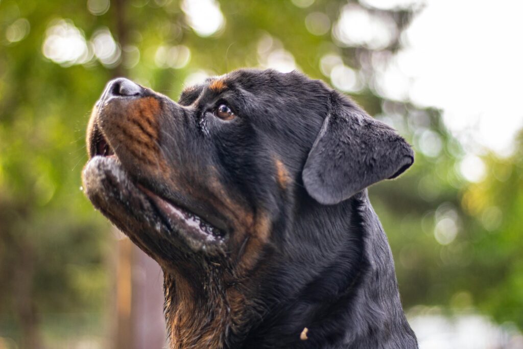 How Big Can a Rottweiler Get? A Comprehensive Guide
