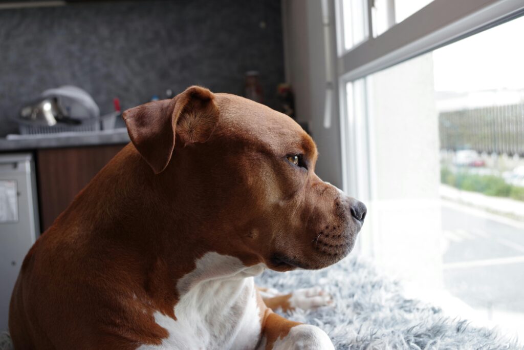 Breeds Banned Under the DDA