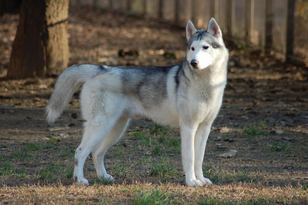 A Wolf-Like Appearance — But the Opposite Personality