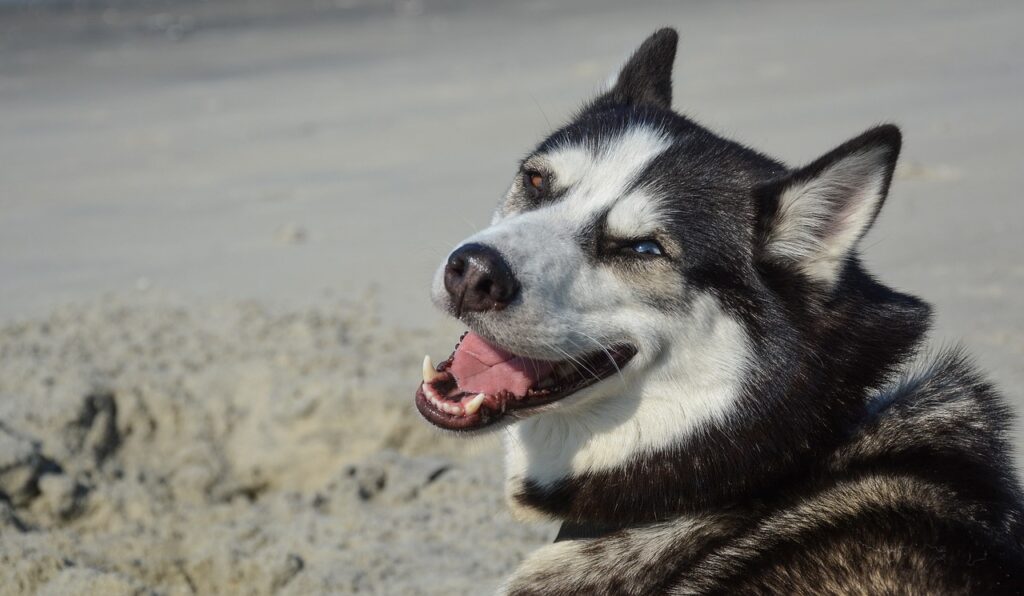 No Guard Dog Instinct: A Different Purpose