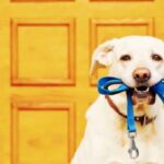 Best Chew Proof Dog Leash 2025