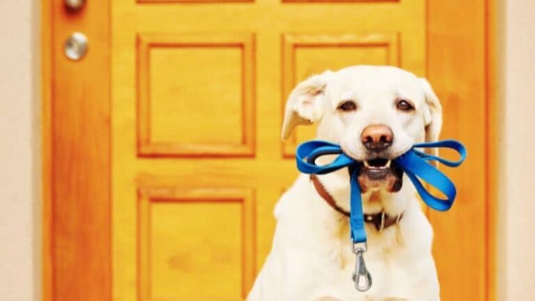 Best Chew Proof Dog Leash 2025