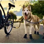Best Dog Bike Leash