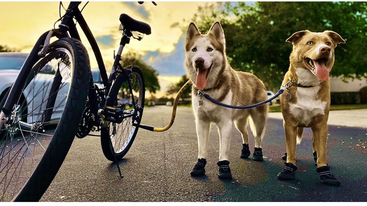 Best Dog Bike Leash