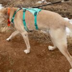 Best Dog Leash for Camping in 2025