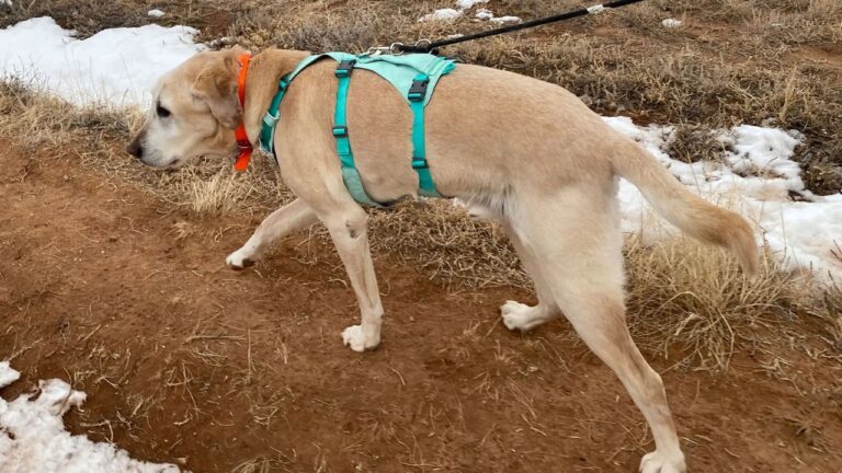 Best Dog Leash for Camping in 2025
