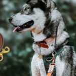 Best Dog Leash for Husky 2025
