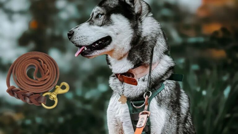 Best Dog Leash for Husky 2025