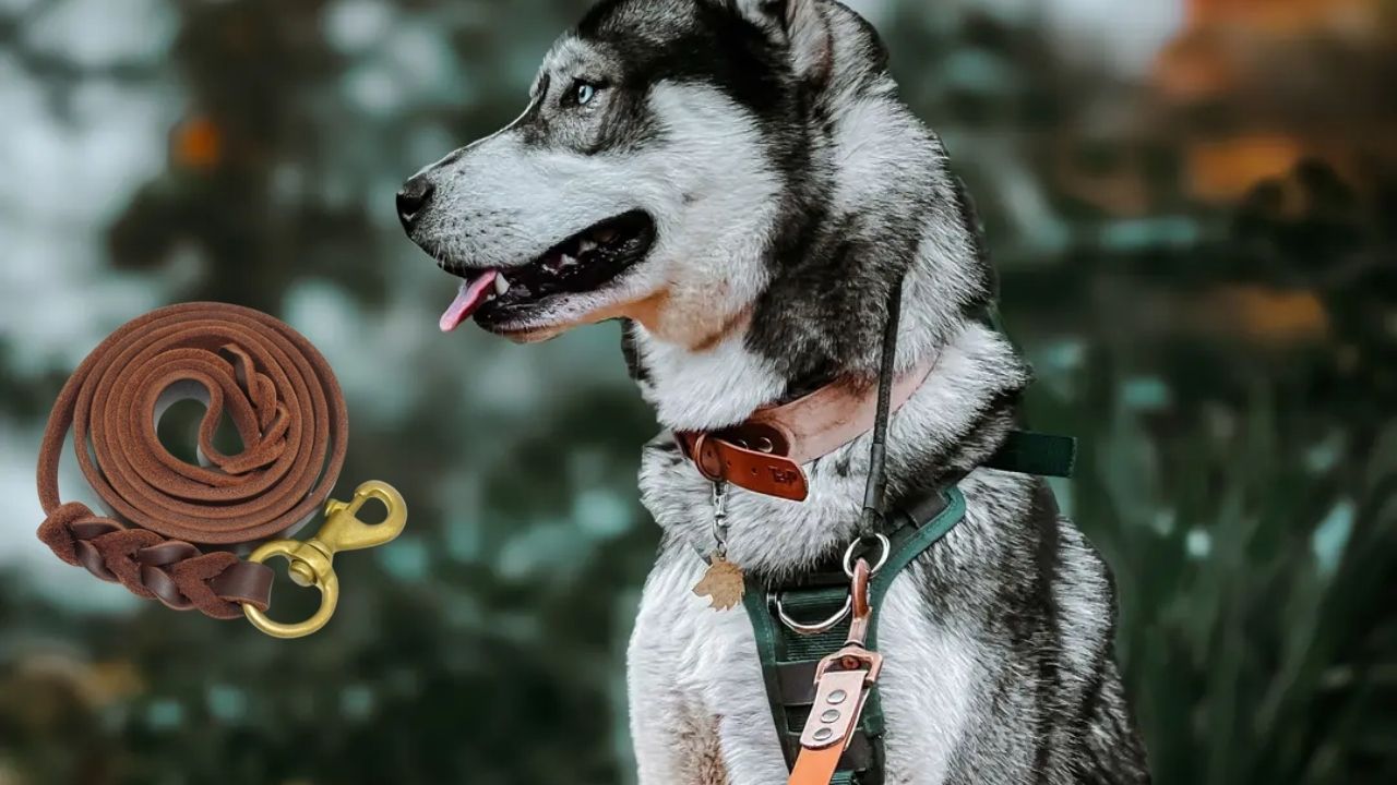 Best Dog Leash for Husky 2025