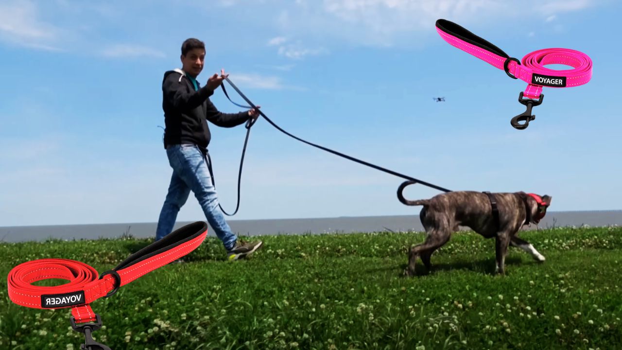 Best Dog Leash for Pitbulls