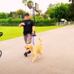 Best Dog Leash for Pullers