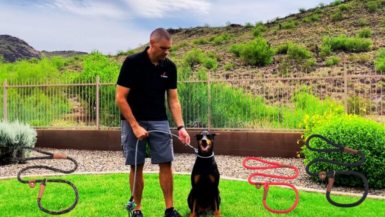 Best Dog Slip Leash