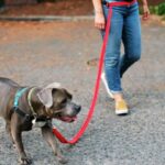Best Hands Free Dog Leashes