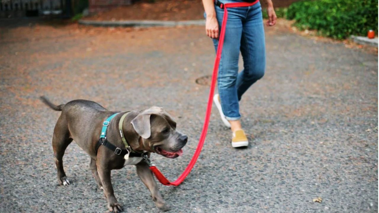 Best Hands Free Dog Leashes