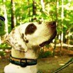 Best Hiking Dog Leash