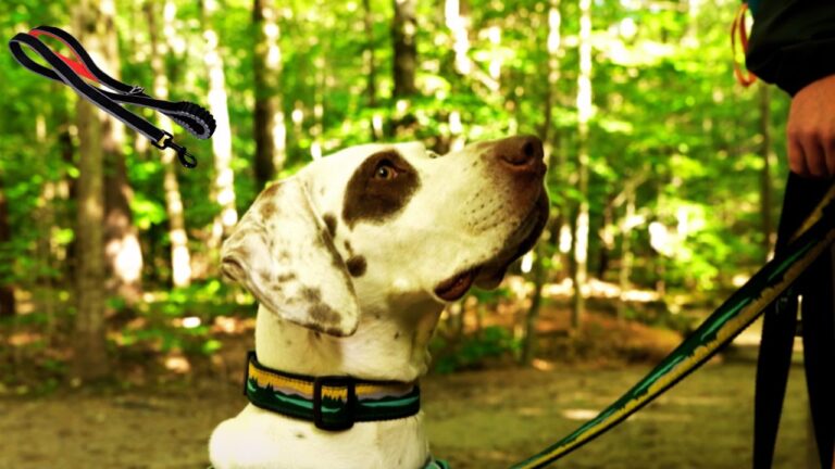 Best Hiking Dog Leash