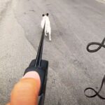 Best Large Dog Retractable Leash